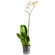 Белая орхидея Фаленопсис в горшке. Иркутск